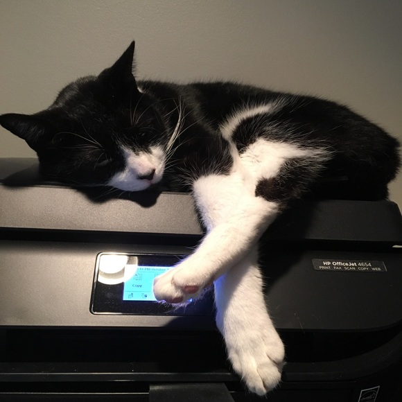 ZORRO SAYS “RELAX” - Picture 16 of 16
